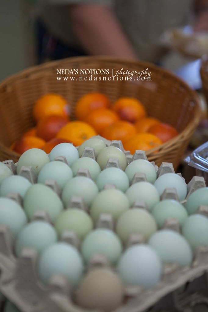 farm eggs, crestview photographer, http://nedasnotions.com